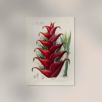 Le Balisier – Fine Art Print | Botanical Poster | Premium Quality — Ansicht 2