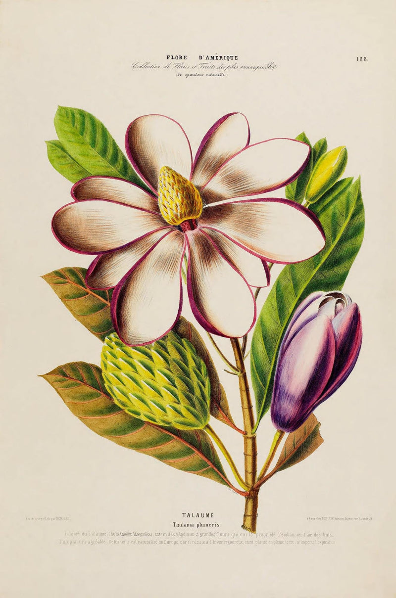 Talaume Botanical Poster – Fine Art Print UV-resistant Nature Design — Ansicht 3