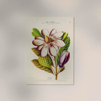 Talaume Botanical Poster – Fine Art Print UV-resistant Nature Design — Ansicht 2