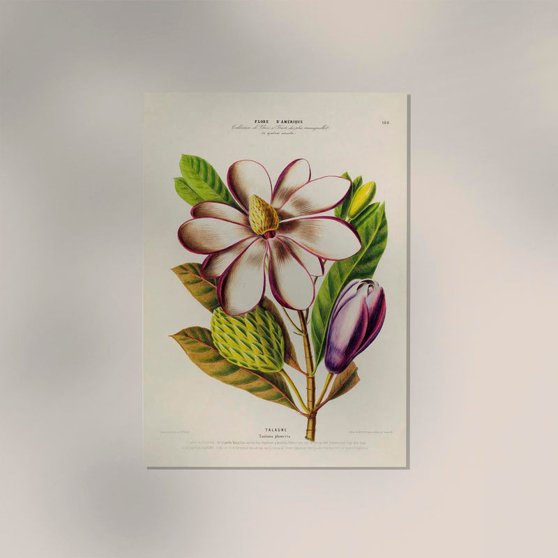 Talaume Botanical Poster – Fine Art Print UV-resistant Nature Design — Ansicht 2
