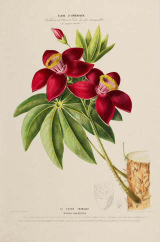 Le Coton Fromager – Botanical Poster | Kunstdruck | florale Illustration