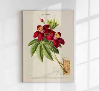 Le Coton Fromager Botanical Poster, botanischer Kunstdruck mit feiner Blütenillustration im zeitlosen Fine-Art-Stil auf säurefreiem Papier oder Canvas
