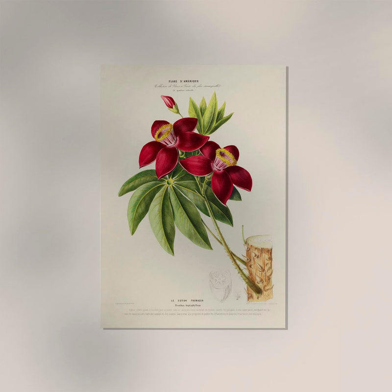 Cotton Cheese Botanical Poster - Art Print Floral Illustration — Ansicht 2