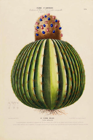 Le Cierge Melon – Botanical Poster | Kunstdruck | historische Kaktusillustration