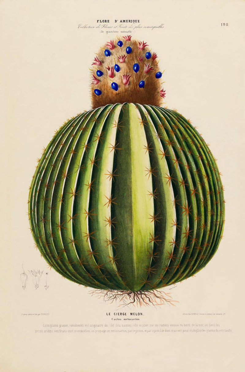 Le Cierge Melon Botanical Poster – Historical Cactus Illustration | Art Print — Ansicht 3