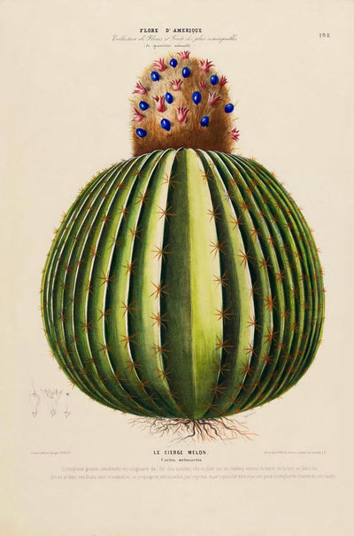 Le Cierge Melon Botanical Poster – Historical Cactus Illustration | Art Print
