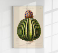 Le Cierge Melon Botanical Poster – Historical Cactus Illustration | Art Print — Ansicht 1