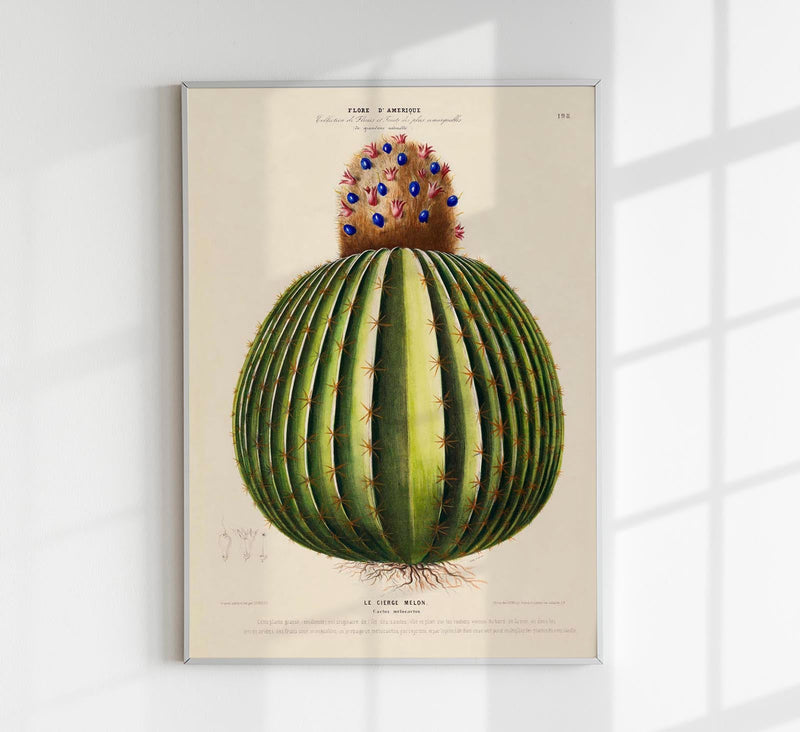 Le Cierge Melon Botanical Poster – Historical Cactus Illustration | Art Print — Patroa Studio