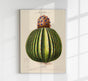 Le Cierge Melon Botanical Poster – Historical Cactus Illustration | Art Print