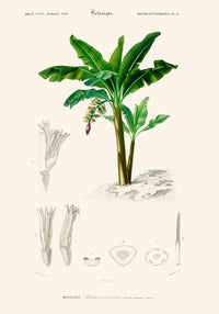 La Musa Banana Tree Poster – Botanical | Premium Print | Tropical — Ansicht 3