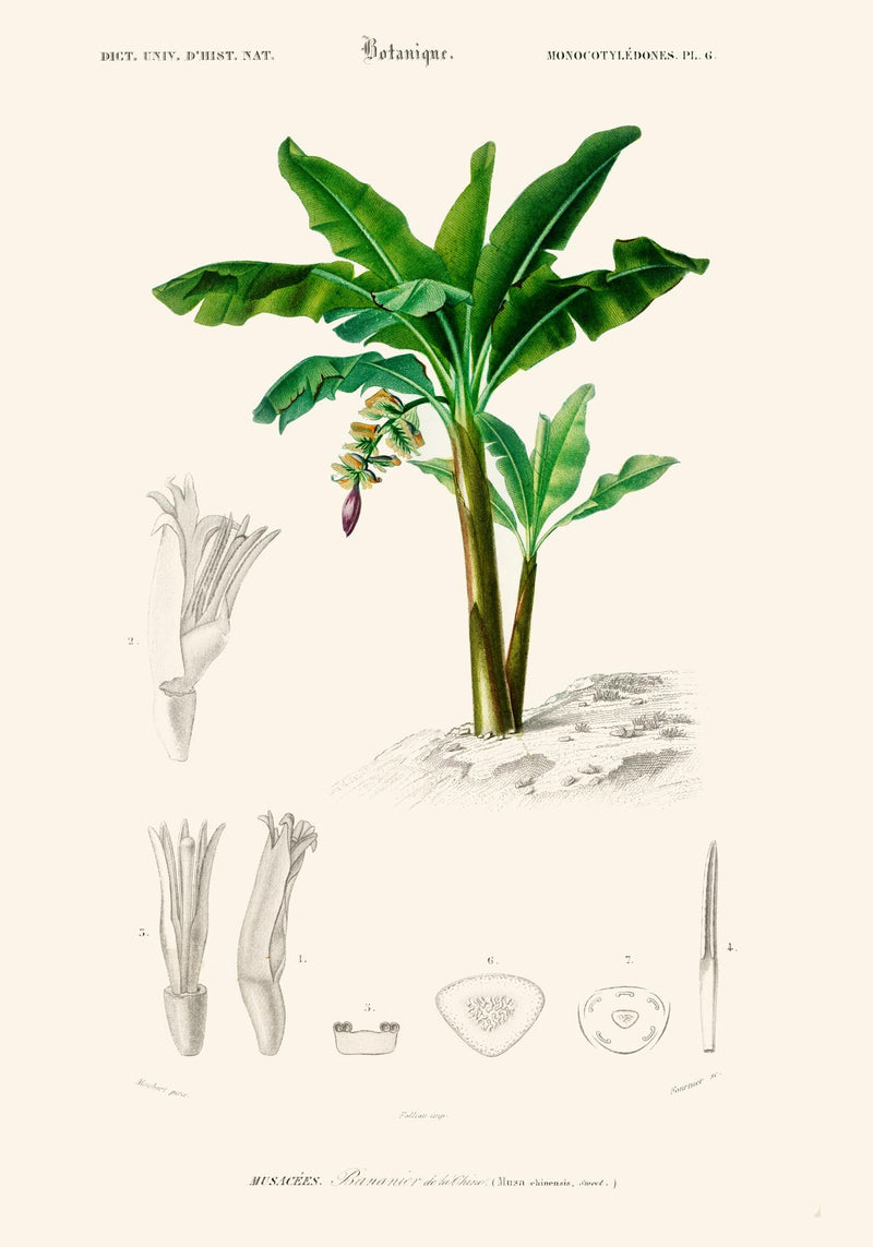 La Musa Bananier Poster – Botanisch | Premiumdruck | Tropisch — Ansicht 3