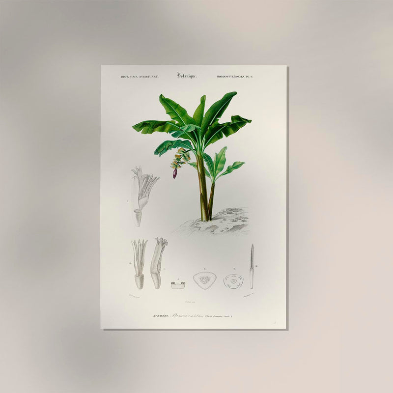 La Musa Banana Tree Poster – Botanical | Premium Print | Tropical — Ansicht 2