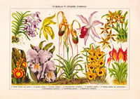 Orchid Flowers Chart Nr. 2 – Fine Art Print UV-beständig Historische Botanik — Ansicht 3