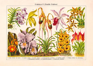 Orchid Flowers Chart Nr. 2 – Fine Art Print | UV-beständig | Historische Botanik