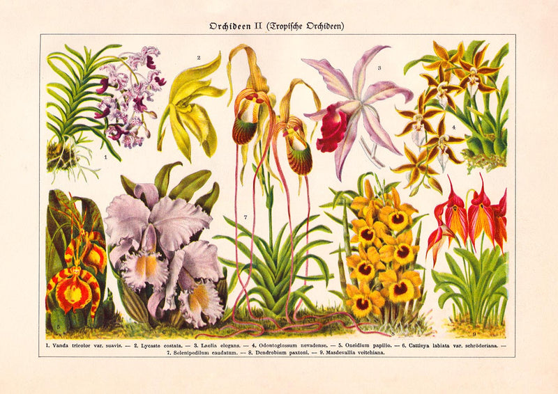 Orchid Flowers Chart Nr. 2 – Fine Art Print UV-beständig Historische Botanik — Ansicht 3