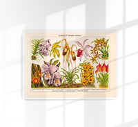 Orchid Flowers Chart Nr. 2 – Fine Art Print UV-beständig Historische Botanik — Ansicht 1