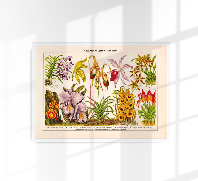 Orchid Flowers Chart Nr. 2 – Fine Art Print UV-beständig Historische Botanik — Patroa Studio