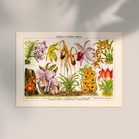 Orchid Flowers Chart Nr. 2 – Fine Art Print UV-beständig Historische Botanik — Ansicht 2