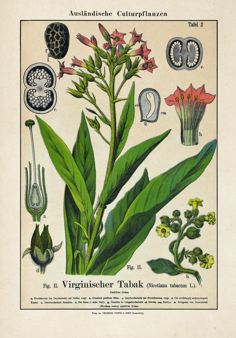 Tobacco Plant – Fine Art Print | UV-resistant | Botanical Poster — Ansicht 3