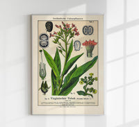 Tobacco Plant – Fine Art Print | UV-resistant | Botanical Poster — Ansicht 1