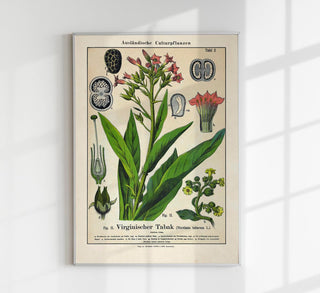 Tobacco Plant – Fine Art Print | UV-beständig | Botanisches Poster