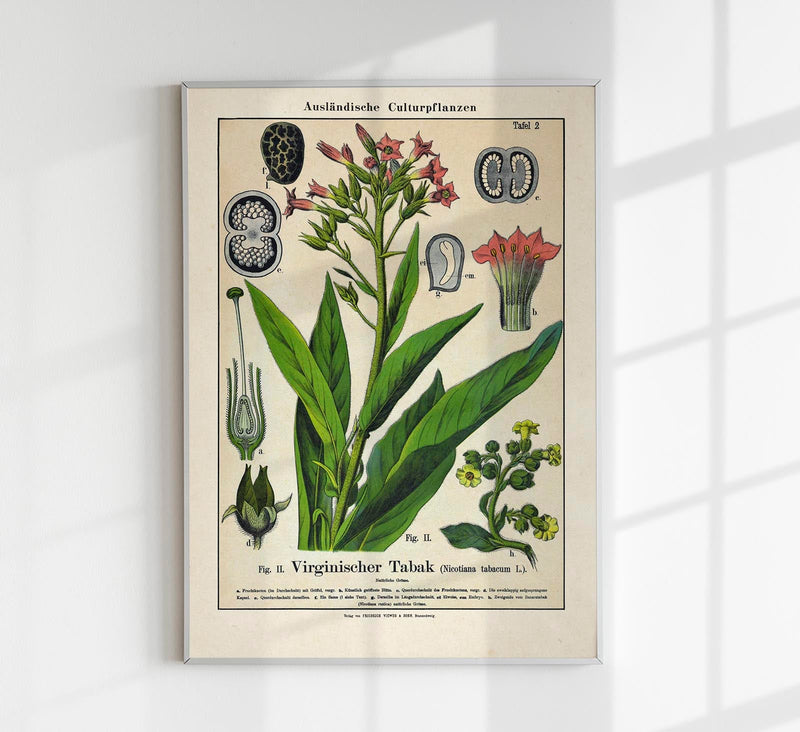 Tobacco Plant – Fine Art Print | UV-resistant | Botanical Poster — Patroa Studio