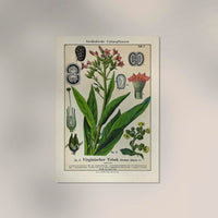 Tobacco Plant – Fine Art Print | UV-resistant | Botanical Poster — Ansicht 2