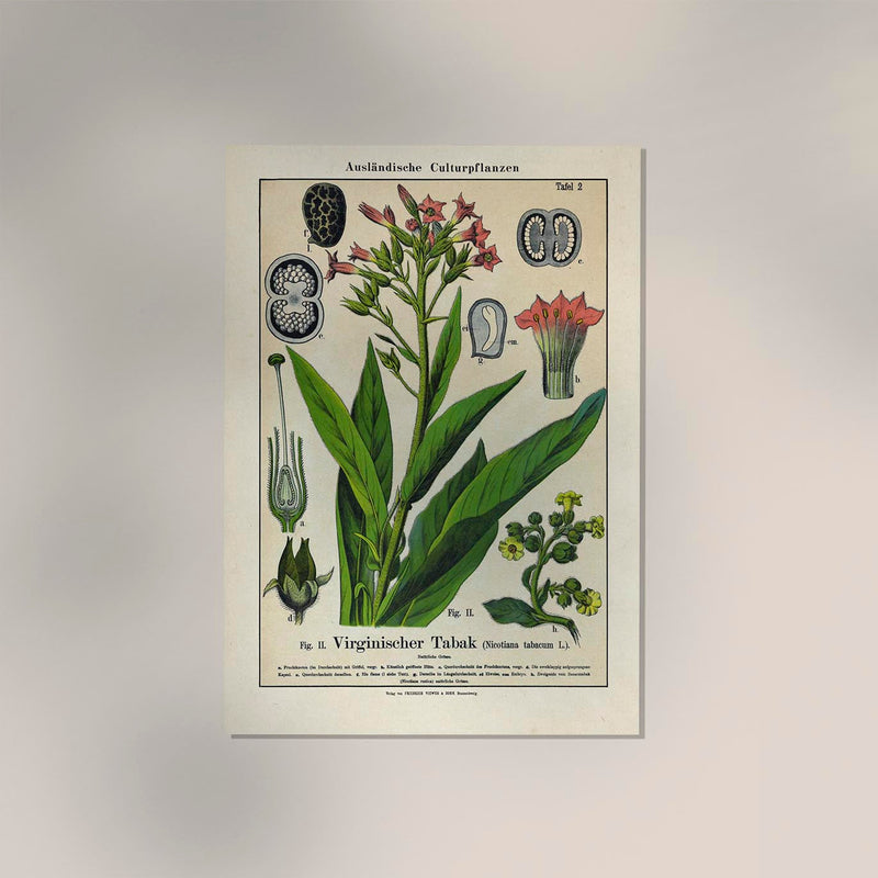 Tobacco Plant – Fine Art Print | UV-resistant | Botanical Poster — Ansicht 2