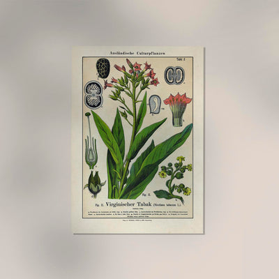 Tobacco Plant – Fine Art Print | UV-resistant | Botanical Poster