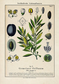 Olive Plant Poster – Botanische Kunst Fine Art Print UV-beständig — Ansicht 3