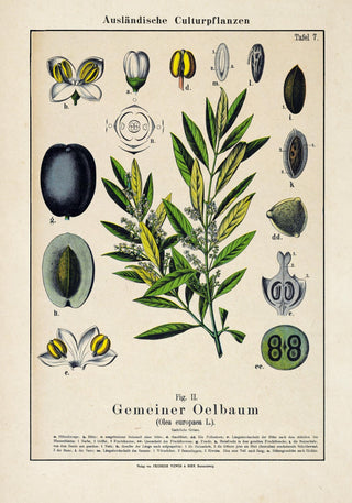 Olive Plant Poster – Botanische Kunst | Fine Art Print | UV-beständig