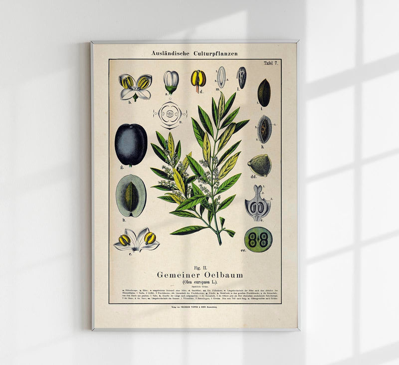 Olive Plant Poster – Botanische Kunst Fine Art Print UV-beständig — Patroa Studio