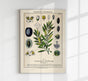 Olive Plant Poster – Botanische Kunst Fine Art Print UV-beständig