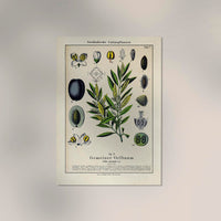 Olive Plant Poster – Botanische Kunst Fine Art Print UV-beständig — Ansicht 2