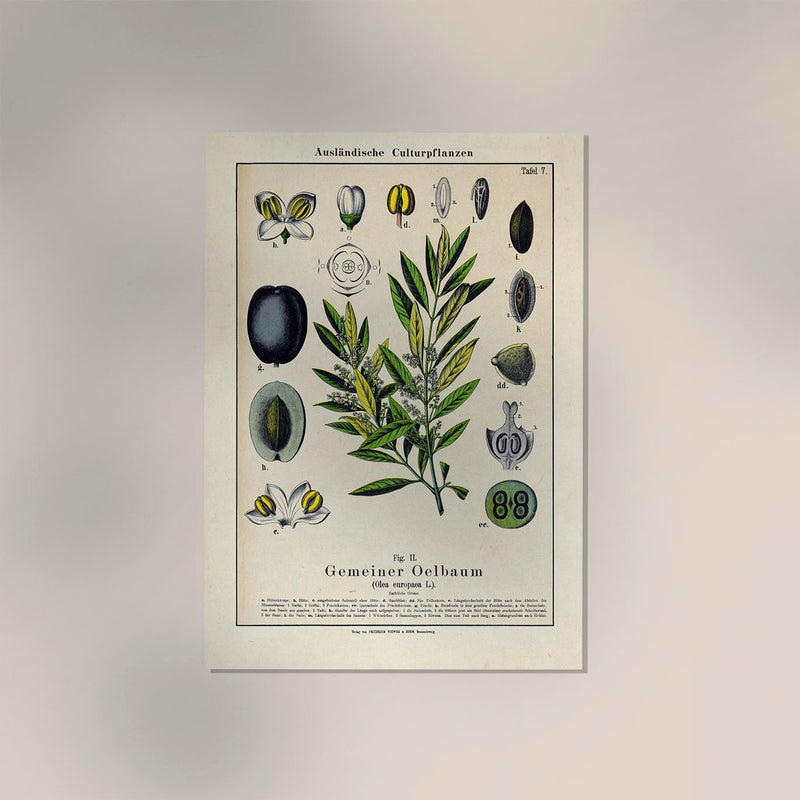 Olive Plant Poster – Botanische Kunst Fine Art Print UV-beständig — Ansicht 2