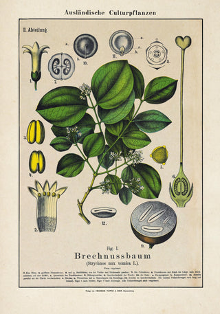 Poison Nut Plant – Fine Art Print | Botanische Giftpflanze | Dramatisches Grün