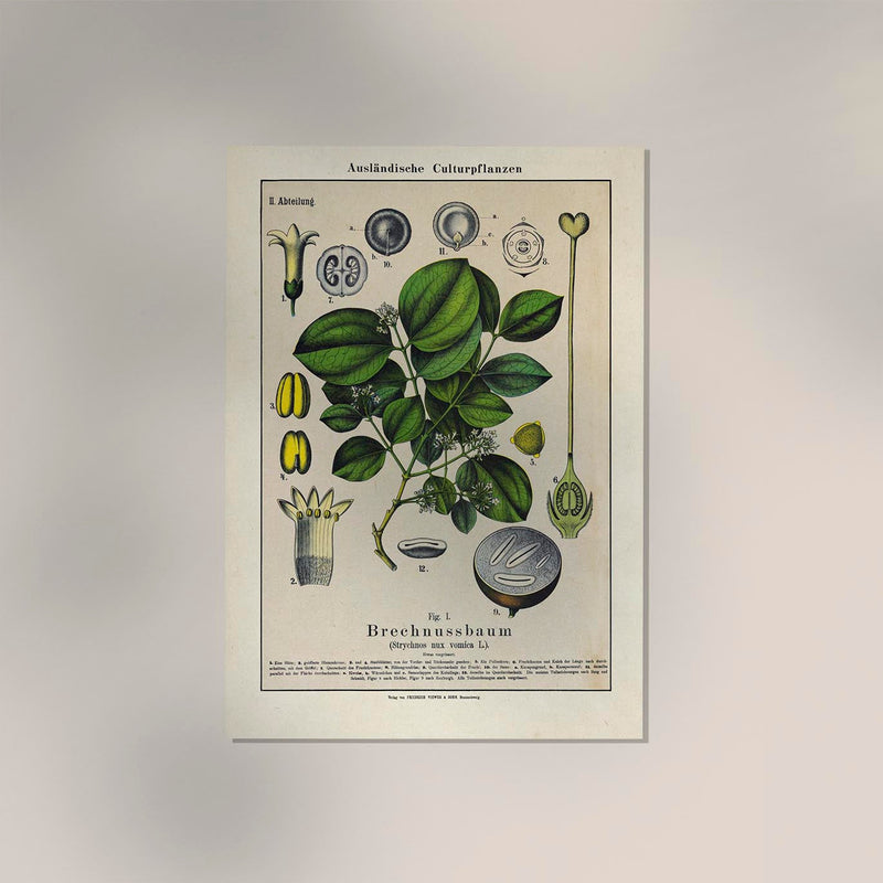 Poison Nut Plant – Fine Art Print | Botanische Giftpflanze | Dramatisches Grün — Ansicht 2