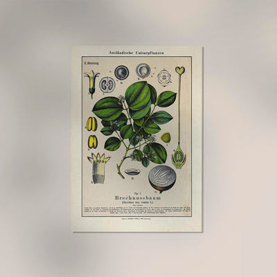 Poison Nut Plant – Fine Art Print | Botanische Giftpflanze | Dramatisches Grün