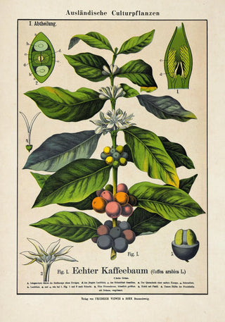 Coffee Plant Poster | Botanical Art | Handmade in Berlin