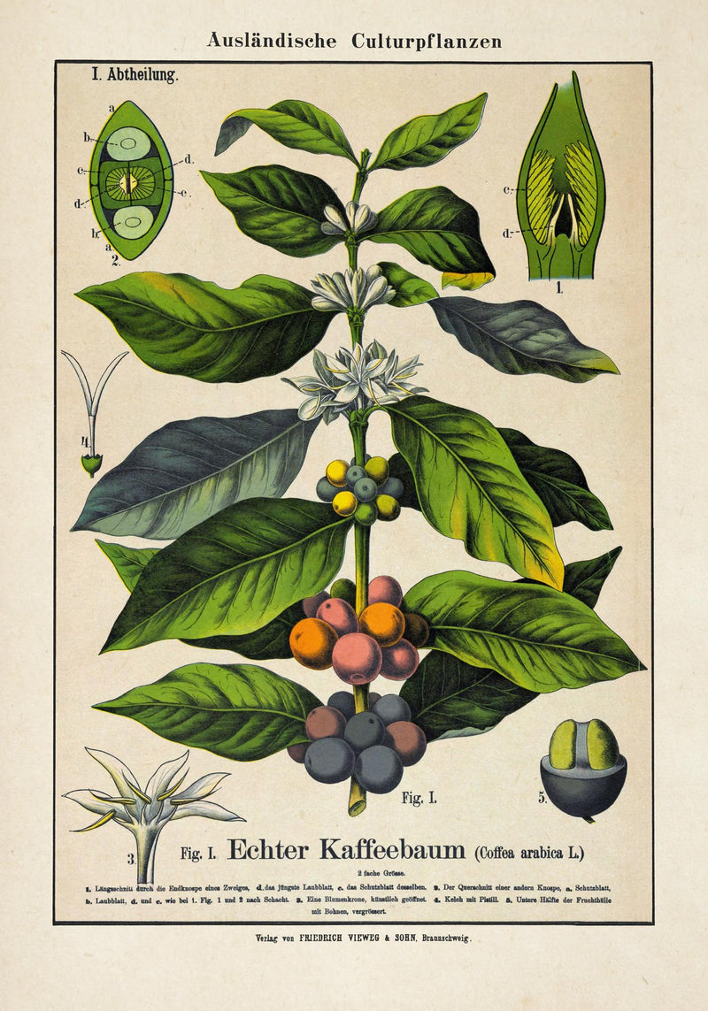 Coffee Plant Poster | Botanical Art | Handmade in Berlin — Ansicht 3