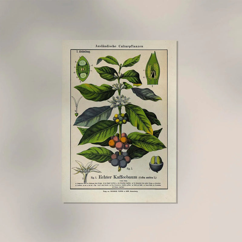 Coffee Plant Poster | Botanische Kunst | Handgefertigt in Berlin — Ansicht 2