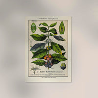 Coffee Plant Poster | Botanical Art | Handmade in Berlin — Ansicht 2