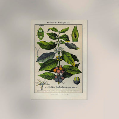 Coffee Plant Poster | Botanical Art | Handmade in Berlin
