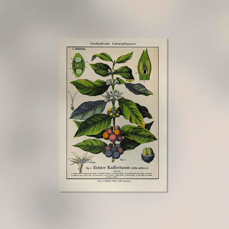 Coffee Plant Poster | Botanical Art | Handmade in Berlin — Ansicht 2