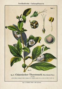 Chinese Tee Plant Poster | Handgefertigt Berlin | Botanischer Kunstdruck — Ansicht 3
