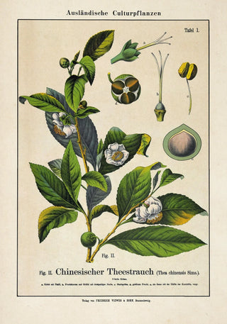 Chinese Tea Plant Poster | Asian-inspired | Handmade in Berlin