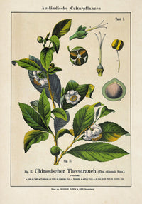 Chinese Tee Plant Poster | Handgefertigt Berlin | Botanischer Kunstdruck — Ansicht 3