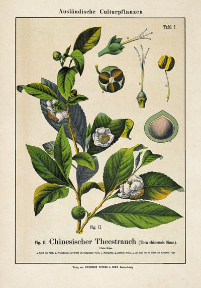 Chinese Tee Plant Poster | Handgefertigt Berlin | Botanischer Kunstdruck