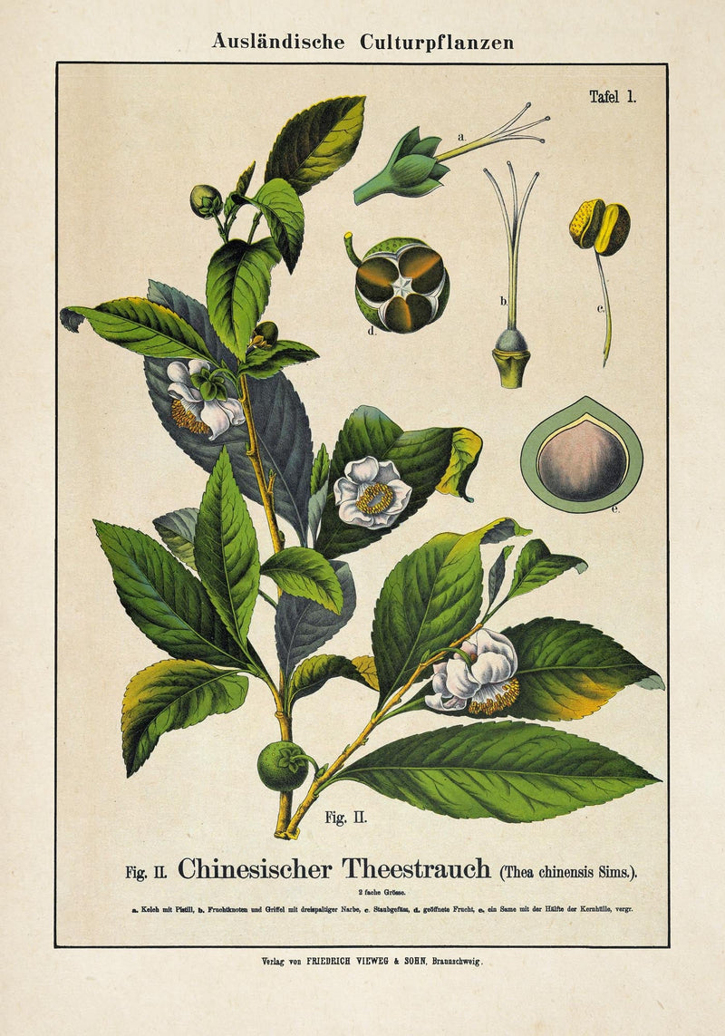 Chinese Tee Plant Poster | Handgefertigt Berlin | Botanischer Kunstdruck — Ansicht 3
