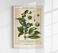 Chinese Tee Plant Poster | Handgefertigt Berlin | Botanischer Kunstdruck — Ansicht 1